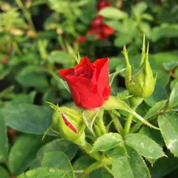 Rosa Libán - roșu - trandafiri pomisor - Trandafir copac cu trunchi înalt – cu flori simpli