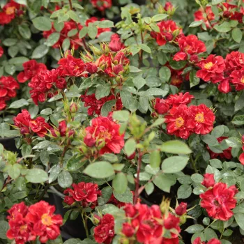 Požární červená - stromkové růže - Stromková růže s klasickými květy