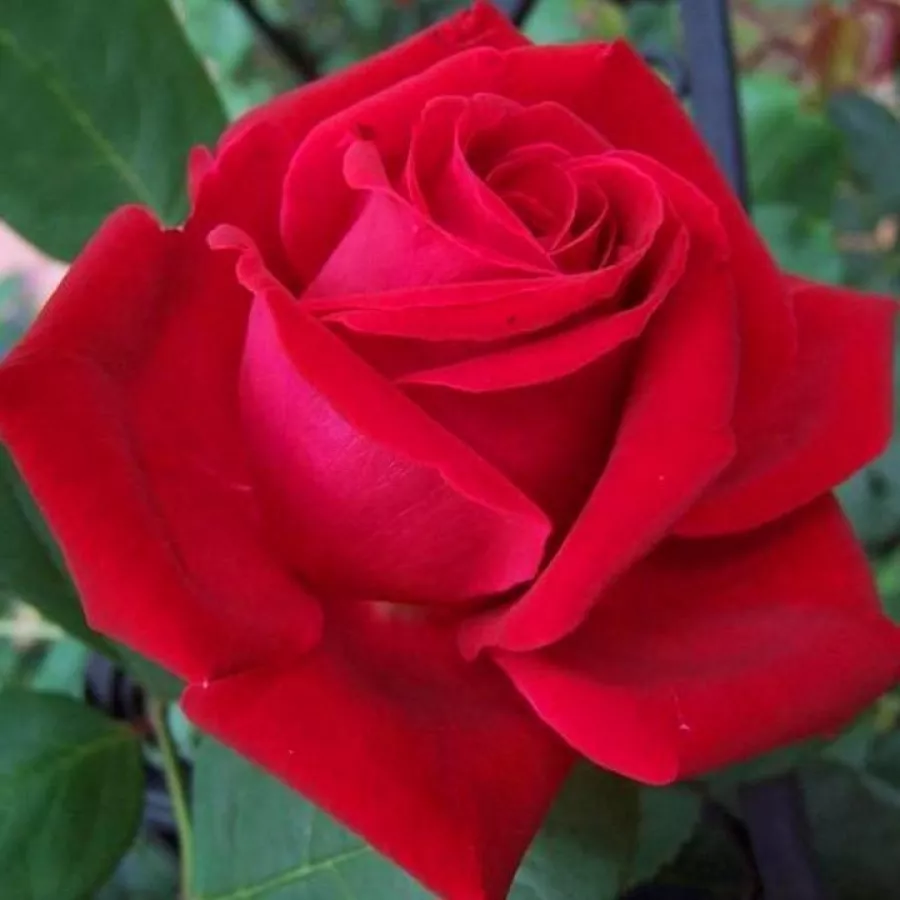 Czerwony - Róża - Liebeszauber 91® - Szkółka Róż Rozaria