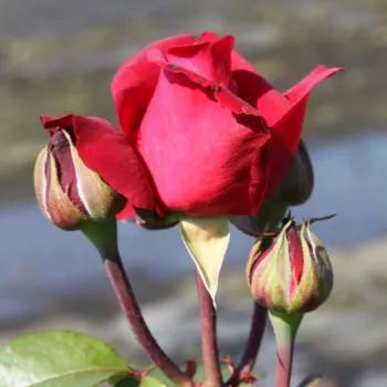Rosa Liebeszauber 91® - czerwony - róża wielkokwiatowa - Hybrid Tea