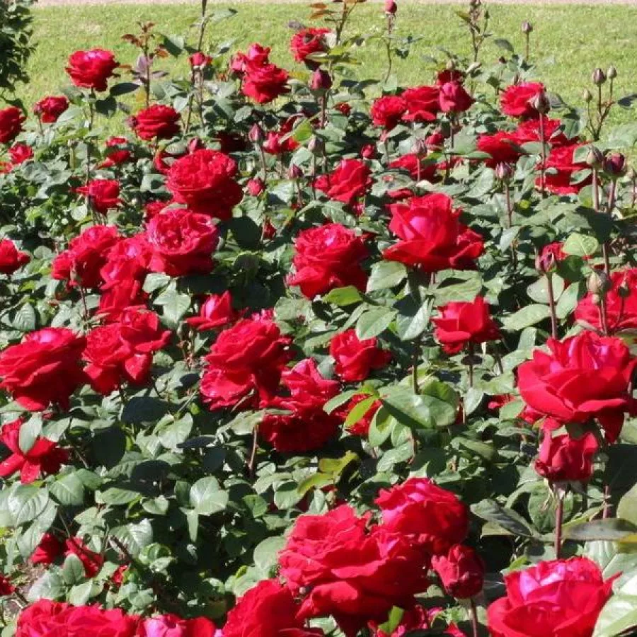 KORmiach - Róża - Liebeszauber 91® - Szkółka Róż Rozaria