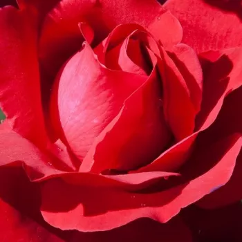Online rózsa vásárlás - teahibrid rózsa - vörös - intenzív illatú rózsa - centifólia aromájú - Liebeszauber 91® - (70-90 cm)