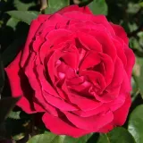 Teahibrid rózsa - intenzív illatú rózsa - centifólia aromájú - kertészeti webáruház - Rosa Liebeszauber 91® - vörös