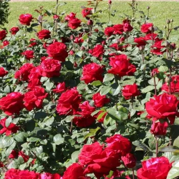 Vörös - teahibrid rózsa - intenzív illatú rózsa - centifólia aromájú
