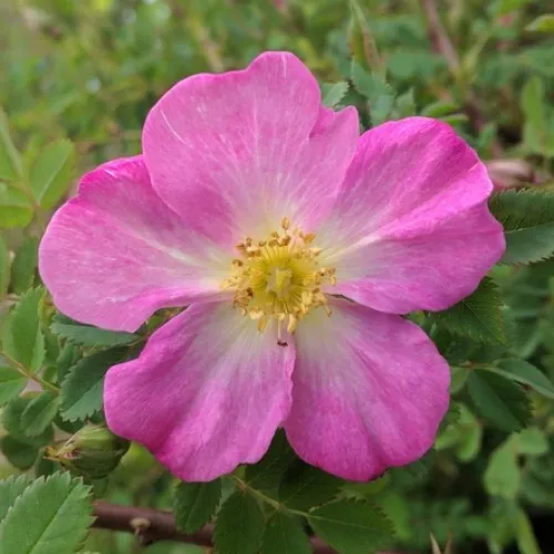 Rosa pimpinellifolia Mary Queen of Scots