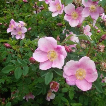 ROSA PIMPINELLIFOLIA MARY QUEEN OF SCOTS – lila-fehér tájépítészeti bokorrózsa - Robert Brown