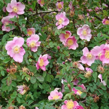 Világos, élénk rózsaszín virág fehéres középrésszel és kontrasztos sárga porzókkal. - tájépítészeti bokorrózsa - közepes erősségű, jól érezhető illatú rózsa - illatjellemzés nem áll rendelkezésre