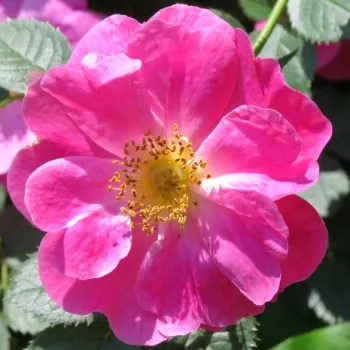 Rózsák webáruháza. - rózsaszín - közepes erősségű, jól érezhető illatú rózsa - Rosa pimpinellifolia Mary Queen of Scots - tájépítészeti bokorrózsa - (50–100 cm)