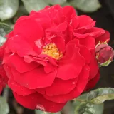 Vörös - virágágyi floribunda rózsa - Online rózsa vásárlás - Rosa Lilli Marleen® - intenzív illatú rózsa - alma aromájú