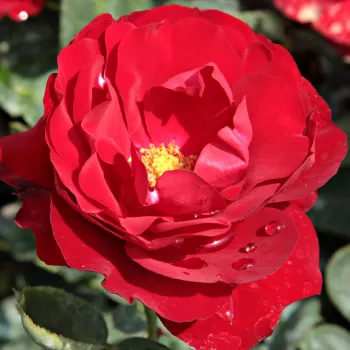 Online rózsa vásárlás - vörös - virágágyi floribunda rózsa - Lilli Marleen® - intenzív illatú rózsa - alma aromájú - (60-100 cm)