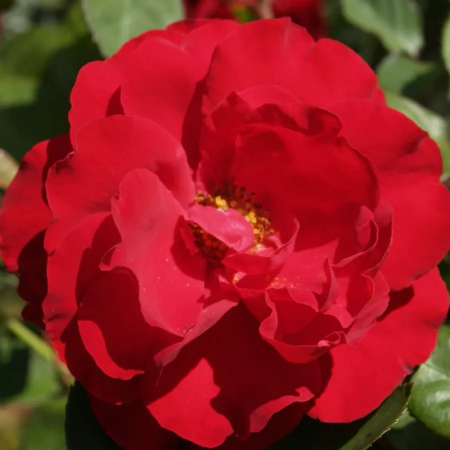 Róże rabatowe grandiflora - floribunda - Róża - Lilli Marleen® - Szkółka Róż Rozaria