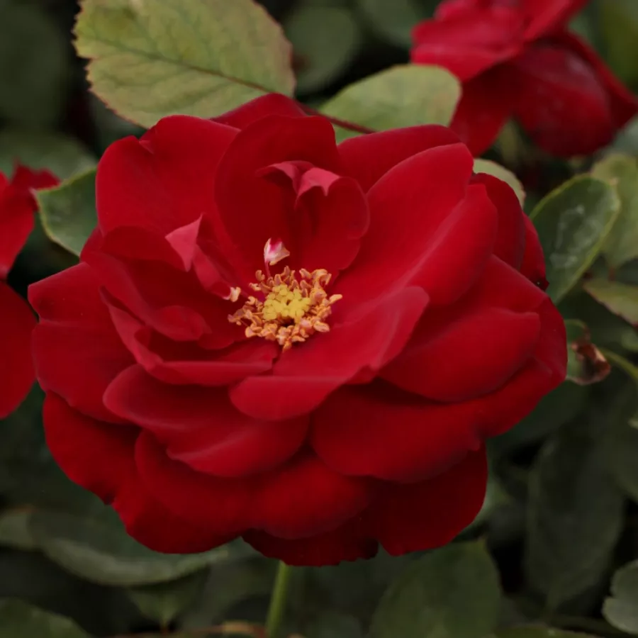 červený - Ruža - Lilli Marleen® - Ruže - online - koupit