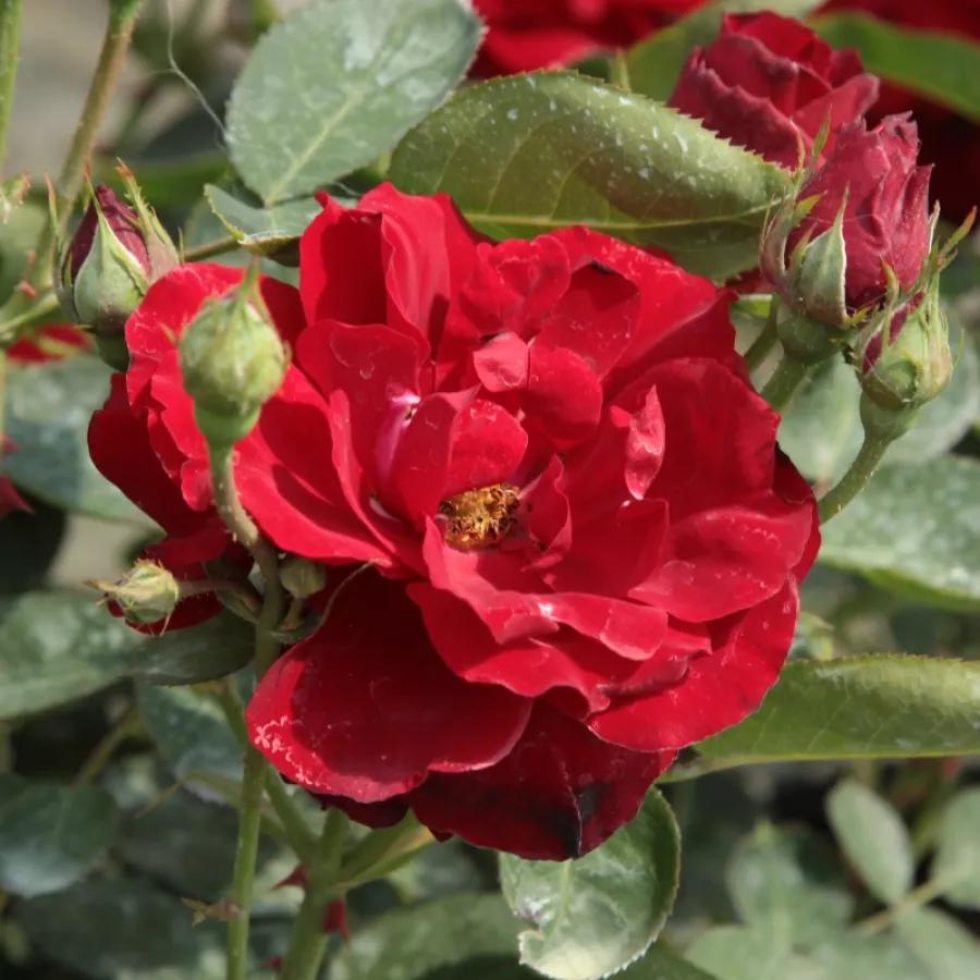 Vrtnica intenzivnega vonja - Roza - Lilli Marleen® - Na spletni nakup vrtnice