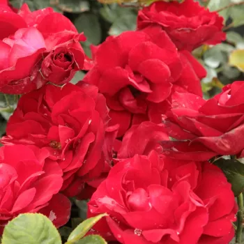 Roşu închis - Trandafiri Floribunda   (60-100 cm)