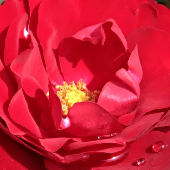 Trandafiri online - Roșu - trandafir pentru straturi Floribunda - trandafir cu parfum intens - Rosa Kisfaludy Károly emléke - Reimer Kordes - Trandafir cu adevărat de strat, cu înflorire abundentă.