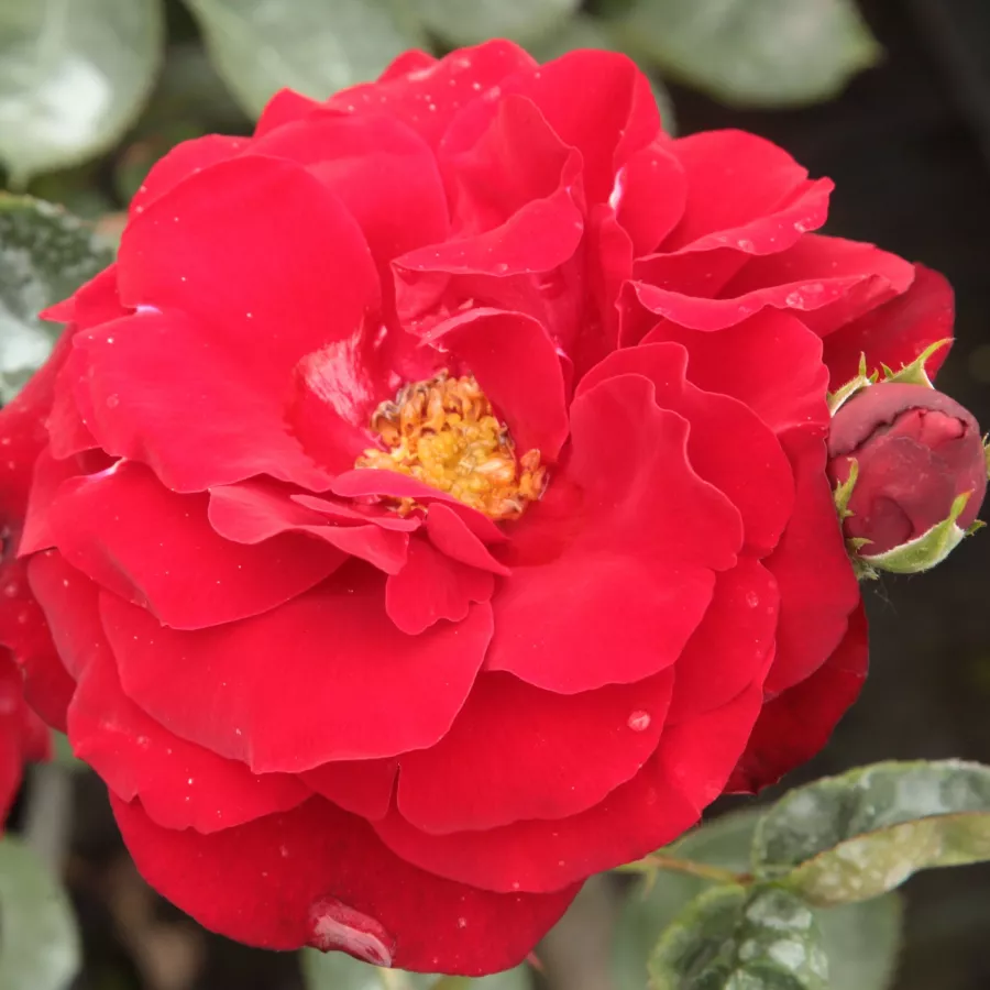 Czerwony - Róża - Lilli Marleen® - 