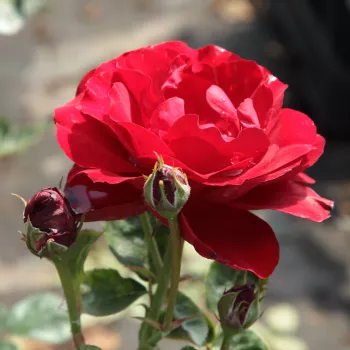 Rosa Lilli Marleen® - rojo - árbol de rosas de flores en grupo - rosal de pie alto