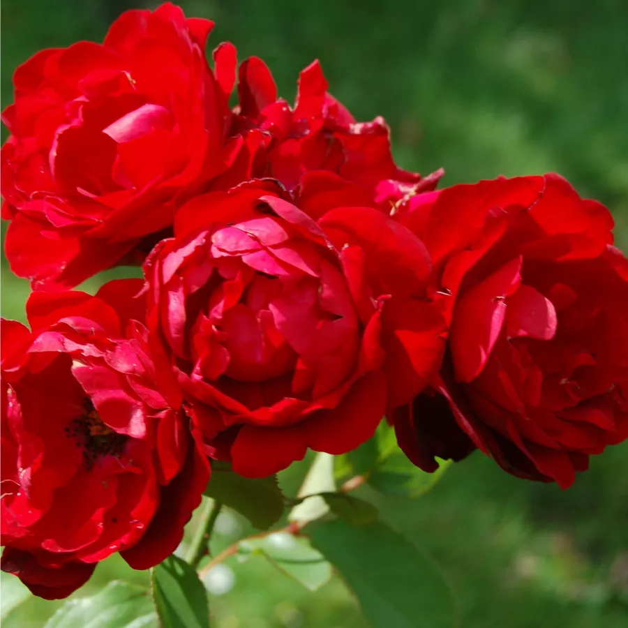Záhonová ruža - floribunda - Ruža - Lilli Marleen® - ruže eshop