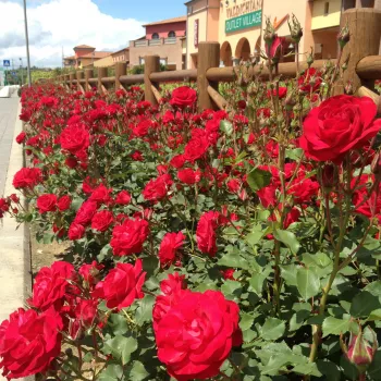 Tamno crvena - ruža floribunda za gredice - ruža intenzivnog mirisa - aroma jabuke