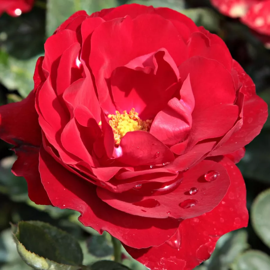 Reimer Kordes - Trandafiri - Lilli Marleen® - comanda trandafiri online