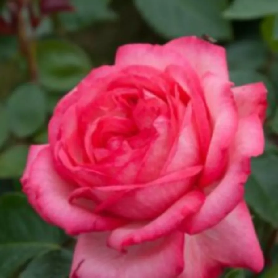Bijelo - crveno - Ruža - Antike 89™ - Narudžba ruža
