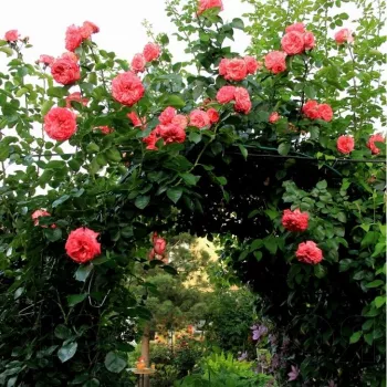 Krémfehér - vörös sziromszél - climber, futó rózsa - intenzív illatú rózsa - barack aromájú