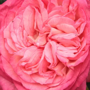 Róże ogrodowe - róża pnąca climber - biało - czerwony - róża z intensywnym zapachem - Antike 89™ - (200-400 cm)