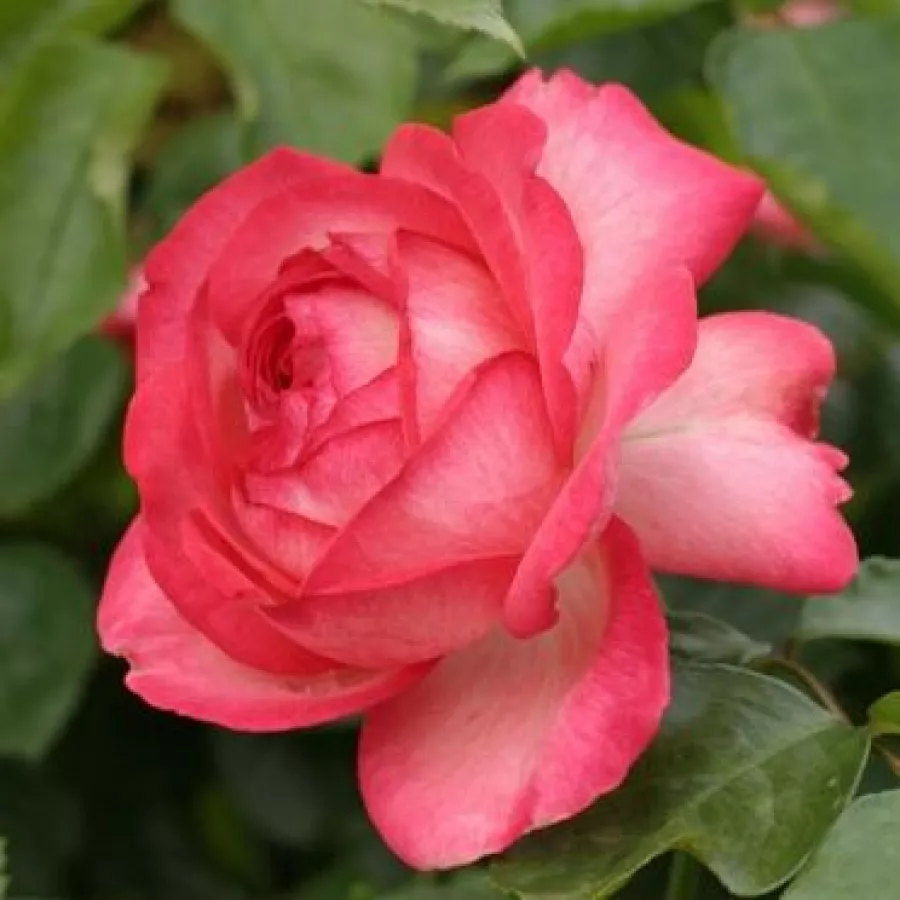 Bijelo - crveno - Ruža - Antike 89™ - 