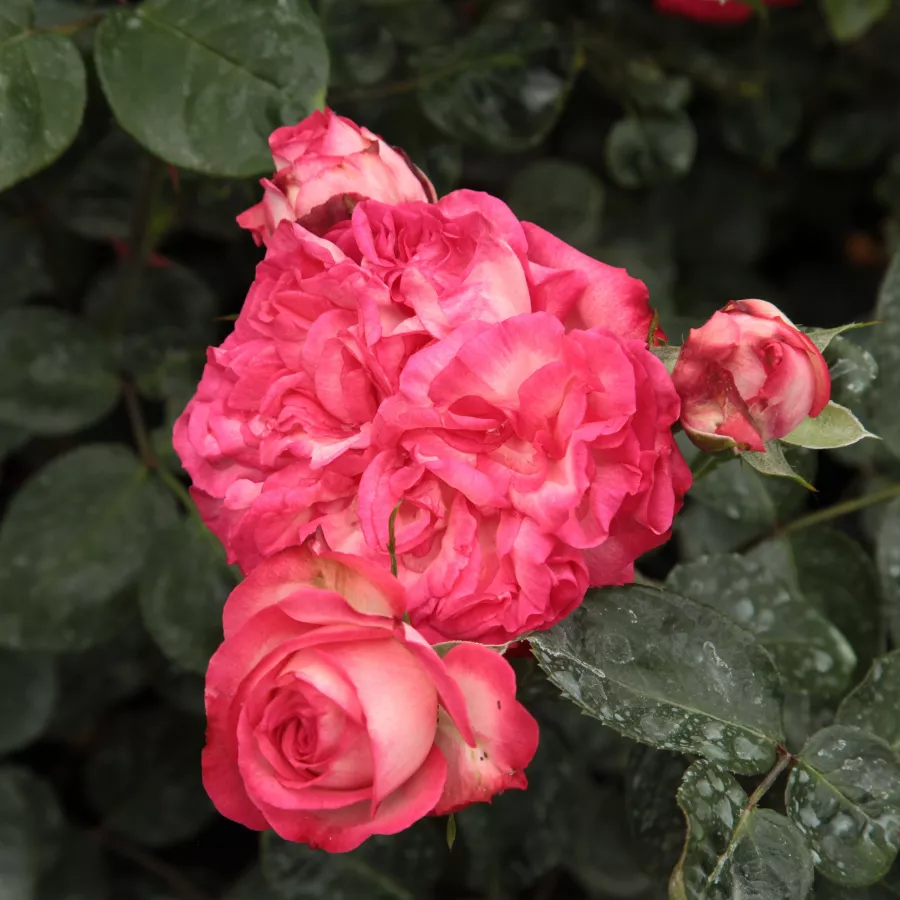 W. Kordes & Sons - Rosa - Antike 89™ - rosal de pie alto