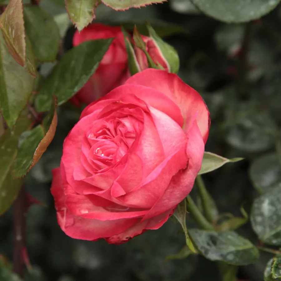 Trandafiri pomisor - Trandafir copac cu trunchi înalt – cu flori în buchet - Trandafiri - Antike 89™ - 