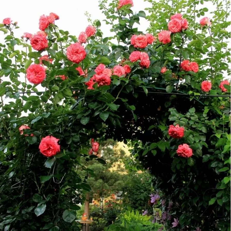120-150 cm - Rosa - Antike 89™ - rosal de pie alto