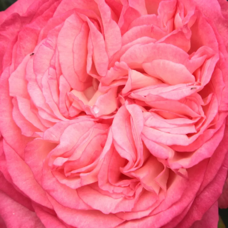 En grupo - Rosa - Antike 89™ - rosal de pie alto