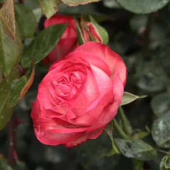 Rosa Antike 89™ - blanche - rouge - Fleurs groupées en bouquet - rosier à haute tige - retombant