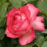 Ruža puzavica - bijelo - crveno - Rosa Antike 89™ - intenzivan miris ruže
