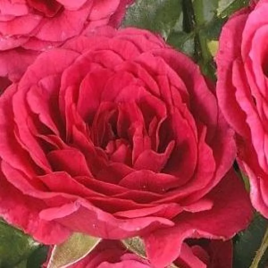 Talajtakaró rózsa - Rózsa - Limesfeuer™ - Online rózsa rendelés