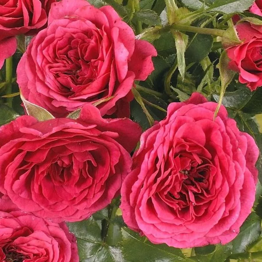 Roz - Trandafiri - Limesfeuer™ - Trandafiri online