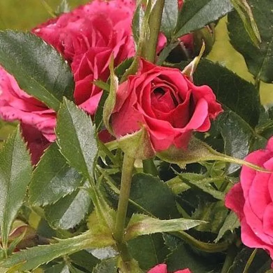 Diskreten vonj vrtnice - Roza - Limesfeuer™ - Na spletni nakup vrtnice