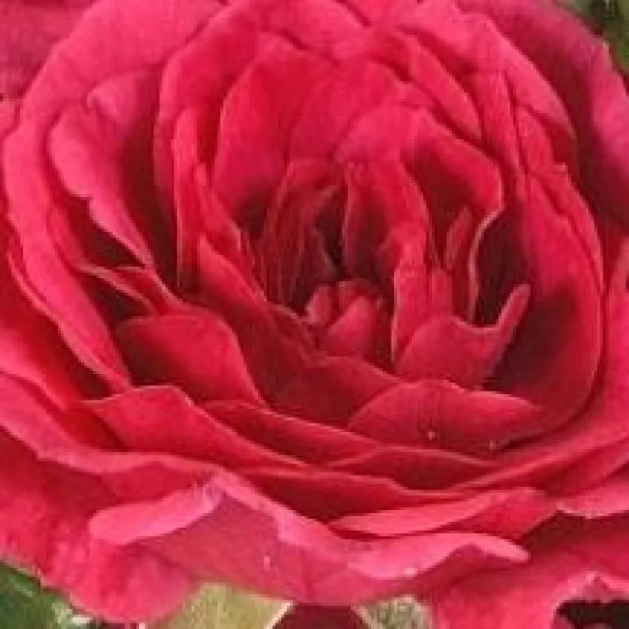 Ground cover, Miniature - Ruža - Limesfeuer™ - Narudžba ruža