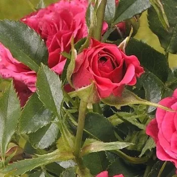 Rosa Limesfeuer™ - roz - trandafiri pomisor - Trandafir copac cu trunchi înalt – cu flori mărunți