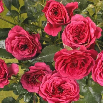 Rosa oscuro - árbol de rosas miniatura - rosal de pie alto - rosa de fragancia discreta - frambuesa