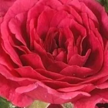 Pedir rosales - rosa - árbol de rosas miniatura - rosal de pie alto - Limesfeuer™ - rosa de fragancia discreta - frambuesa