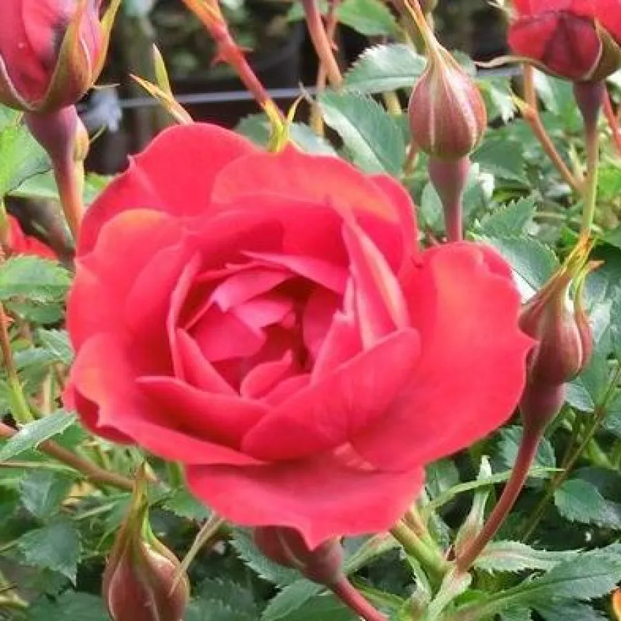 Czerwony - Róża - Limesglut™ - Szkółka Róż Rozaria