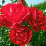 Rdeča - drevesne vrtnice - Rosa Limesglut™ - Vrtnica brez vonja