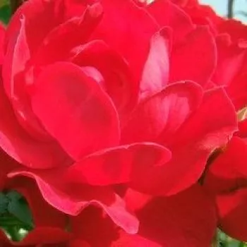 Online rózsa rendelés  - vörös - magastörzsű rózsa - apróvirágú - Limesglut™ - nem illatos rózsa