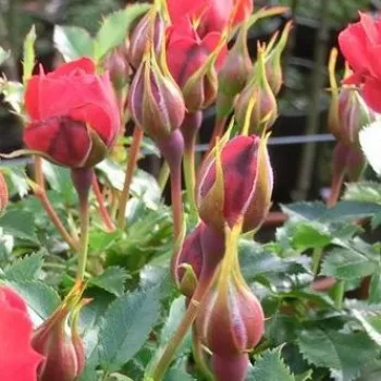 Rosa Limesglut™ - roșu - trandafiri pomisor - Trandafir copac cu trunchi înalt – cu flori mărunți