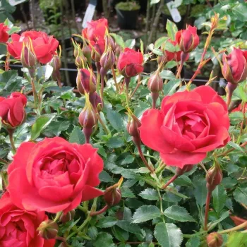 Červená - stromčekové ruže - Stromková ruža s drobnými kvetmi