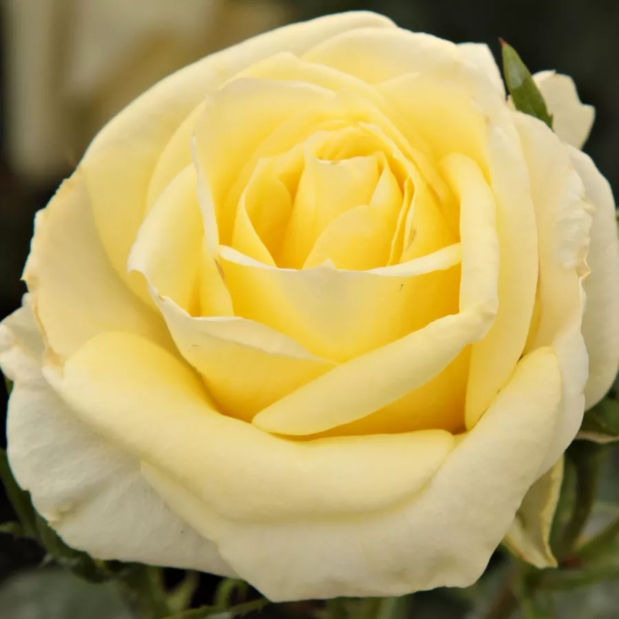 Vrtnica čajevka - Roza - Limona ® - Na spletni nakup vrtnice
