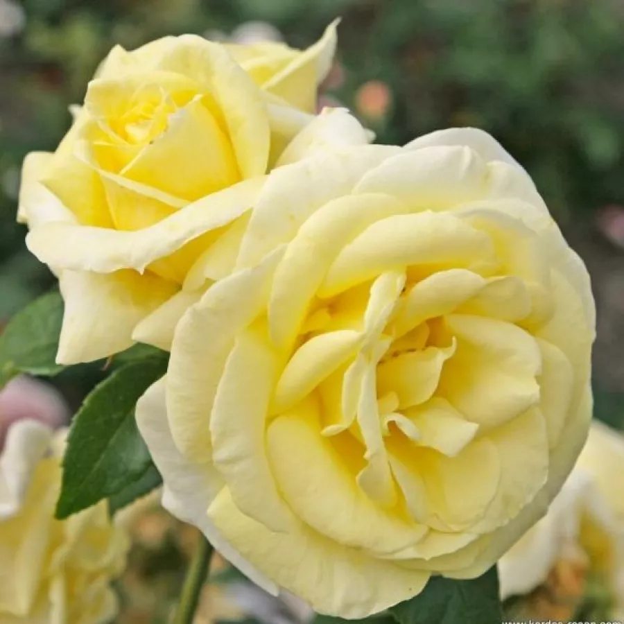 żółty - Róża - Limona ® - Szkółka Róż Rozaria