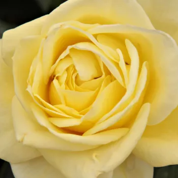 Ruže - eshop  - čajohybrid - žltá - mierna vôňa ruží - vôňa divokej ruže - Limona ® - (75-90 cm)