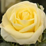 Amarillo - rosal de pie alto - árbol de rosas de flores en grupo - rosal de pie alto - Rosa Limona ® - rosa de fragancia discreta - --